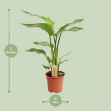 Kamerplant - Strelitzia Nicolai - Pot Ø 17cm Hoogte ↕ 60cm