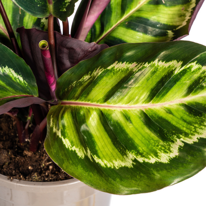 Kamerplant - Calathea Roseopicta - Pot Ø 17cm Hoogte ↕ 40-50cm
