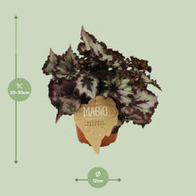 Kamerplant - Begonia Rex Silver Limbo - Pot Ø 12cm Hoogte ↕ 25cm