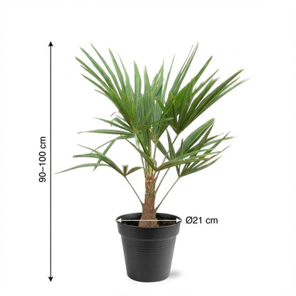 Buitenplant - Trachycarpus fortunei - Winterhard - Pot Ø 21cm Hoogte ↕ 90-100cm