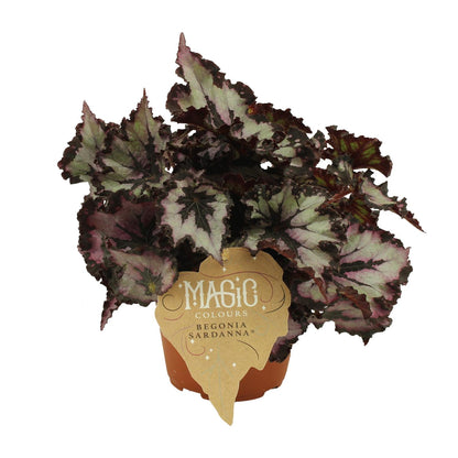 Kamerplant - Begonia Rex Silver Limbo - Pot Ø 12cm Hoogte ↕ 25cm
