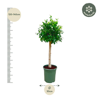 Kamerplant - Ficus Nitida op stam - Pot Ø 30cm Hoogte ↕ 130cm