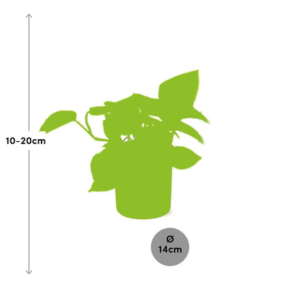 Kamerplant - Epipremnum Pinnatum 'Golden Pothos' - Inclusief sierpot - Pot Ø 14cm