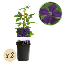 Buitenplant 2x Clematis viticella 'Polish Spirit' - Klimplant - Bloeiend - Pot Ø 11cm Hoogte ↕ 40cm