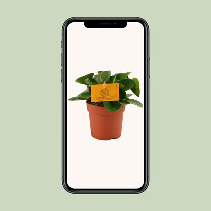 Kamerplant - Peperomia Obtipan - Pot Ø 11cm Hoogte ↕ 15cm