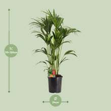 XL plant Howea Forsteriana - Kentiapalm - Pot Ø 24cm Hoogte ↕ 120cm