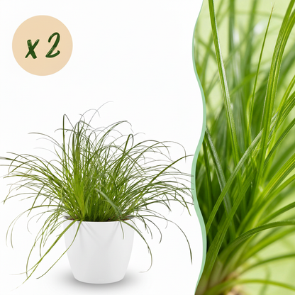 Kamerplant 2x Cyperus alternifolius Zumula - Kattengras - Pot Ø 12cm Hoogte ↕ 20cm