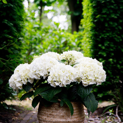 Buitenplant 2x Hydrangea Forever & Ever Wit - Bloeiend - Pot Ø 23cm Hoogte ↕ 55cm