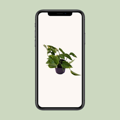 Kamerplant - Scindapsus (Epipremnum) Aureum - Pot Ø 12cm Hoogte ↕ 25cm
