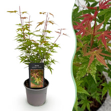 Buitenplant - Acer palmatum 'Phoenix' - Pot Ø 12cm Hoogte ↕ 35cm