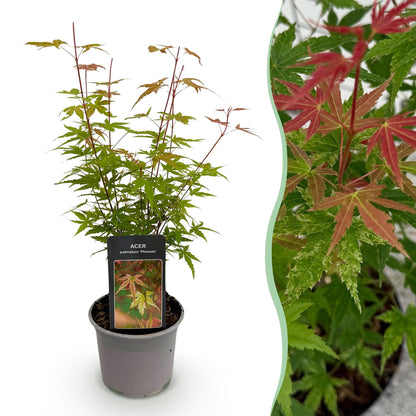 Buitenplant - Acer palmatum 'Phoenix' - Pot Ø 12cm Hoogte ↕ 35cm