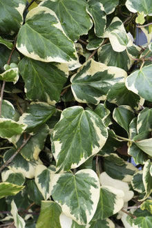 Buitenplant 4x Hedera colchica 'Dentata Variegata' - Pot Ø 15cm Hoogte ↕ 65cm
