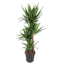 XL kamerplant - Yucca Elephantipes - Pot Ø 34cm Hoogte ↕ 180cm