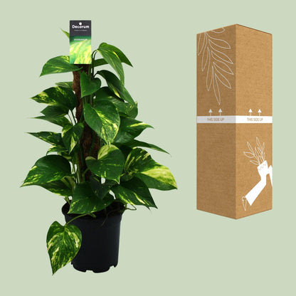Kamerplant - Scindapsus (Epipremnum) - Pot Ø 15cm Hoogte ↕ 50cm
