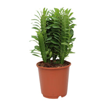 Kamerplant - Euphorbia Trigona - Pot Ø 12cm Hoogte ↕ 40cm