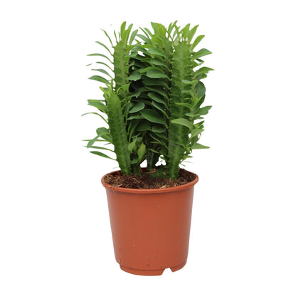 Kamerplant - Euphorbia Trigona - Pot Ø 12cm Hoogte ↕ 40cm