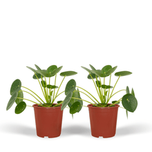 Kamerplant 2x Pilea Peperomioides (Pannekoekenplant) - Pot Ø 12cm Hoogte ↕ 20cm