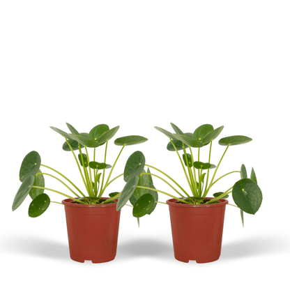 Kamerplant 2x Pilea Peperomioides (Pannekoekenplant) - Pot Ø 12cm Hoogte ↕ 20cm