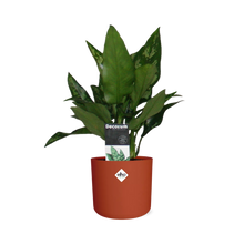 Kamerplant - Aglaonema Maria - Pot Ø 14cm