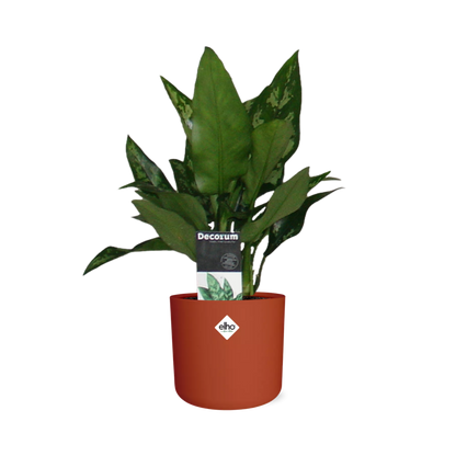 Kamerplant - Aglaonema Maria - Pot Ø 14cm