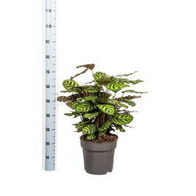 Kamerplant - Calathea Makoyana - Pot Ø 27cm Hoogte ↕ 60-80cm