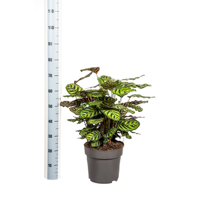 Kamerplant - Calathea Makoyana - Pot Ø 27cm Hoogte ↕ 60-80cm