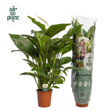 Kamerplant - Spathiphyllum 'Maximo Cupido' - Pot Ø 21cm Hoogte ↕ 90cm
