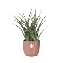 Kamerplant - Sansevieria Fernwood Punk - Pot Ø 14cm