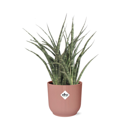 Kamerplant - Sansevieria Fernwood Punk - Pot Ø 14cm