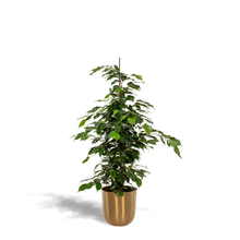 Kamerplant - Ficus benjamina Danielle - Inclusief sierpot - Pot Ø 21cm Hoogte ↕ 95cm