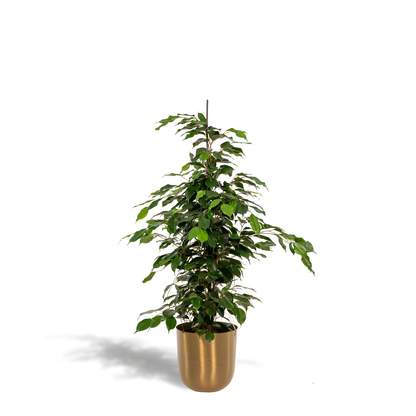 Kamerplant - Ficus benjamina Danielle - Inclusief sierpot - Pot Ø 21cm Hoogte ↕ 95cm
