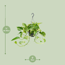 Kamerplant - Epipremnum Marble Queen - Pot Ø 15cm Hoogte ↕ 25cm