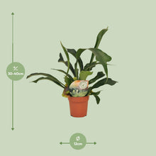 Kamerplant - Platycerium Bifurcatum - Pot Ø 12cm Hoogte ↕ 35cm