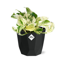 Kamerplant - Epipremnum Pinnatum 'Happy Leaf' - Hangplant - Pot Ø 14cm