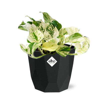Kamerplant - Epipremnum Pinnatum 'Happy Leaf' - Hangplant - Pot Ø 14cm
