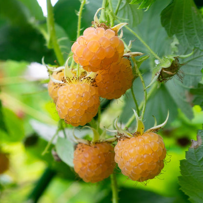 Buitenplant 2x Framboos Rubus idaeus 'Fallgold' - Gele Framboos, Herfstdragend, Winterhard - Pot Ø 11cm Hoogte ↕ 40cm