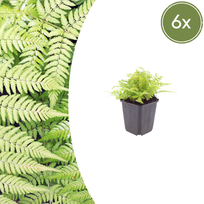 Buitenplant 6x Dryopteris filix-mas - Pot Ø 9cm Hoogte ↕ 10-25cm