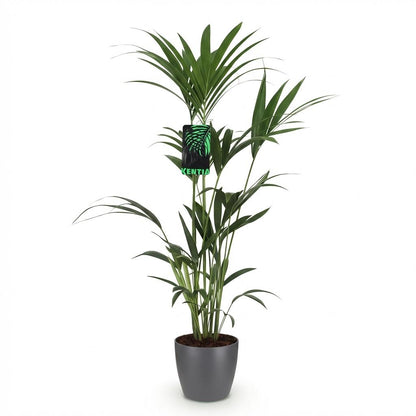 XL kamerplant - Howea Forsteriana Kentia Palm - Pot Ø 21cm Hoogte ↕ 120-130cm