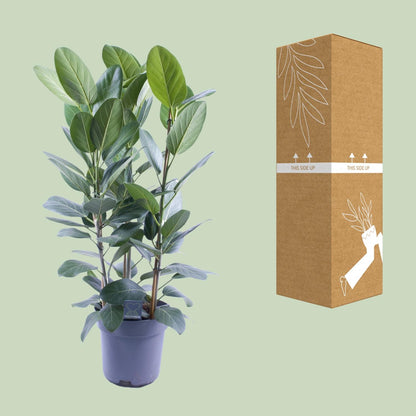 Kamerplant - Ficus Audrey Toef 3 stekken - Luchtzuiverend - Pot Ø 27cm Hoogte ↕ 105cm
