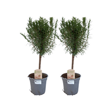 Buitenplant 2x Rosmarinus officinalis Stam - Pot Ø 14cm Hoogte ↕ 45cm