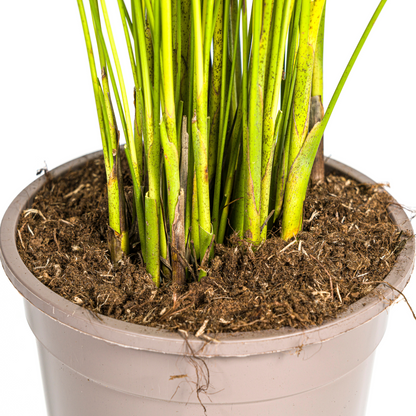 Kamerplant - Dypsis Areca Lutescens - Pot Ø 19cm Hoogte ↕ 80-100cm