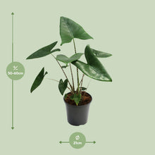 Kamerplant - Alocasia Zebrina - Pot Ø 21cm Hoogte ↕ 80cm