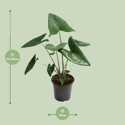 Kamerplant - Alocasia Zebrina - Pot Ø 21cm Hoogte ↕ 80cm