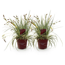 Buitenplant 2x Carex oshimensis Evergold - Bladhoudend - Pot Ø 17cm Hoogte ↕ 50cm