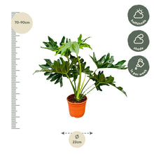 Kamerplant - Philodendron Selloum - Pot Ø 22cm Hoogte ↕ 60cm