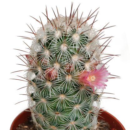 Kamerplant 5x Cactus Mix - Bloeiend - Pot Ø 5.5cm