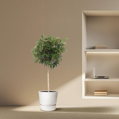 Kamerplant - Schefflera Arboricola Compacta Boom - Pot Ø 45cm Hoogte ↕ 190cm