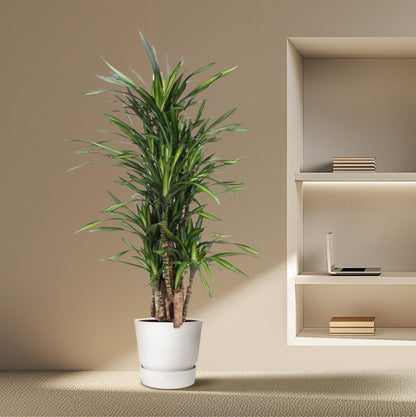Kamerplant - Dracaena Riki - Pot Ø 30cm Hoogte ↕ 140cm