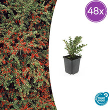 Buitenplant 48x Cotoneaster horizontalis - Pot Ø 9cm Hoogte ↕ 10-25cm