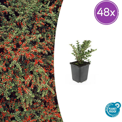 Buitenplant 48x Cotoneaster horizontalis - Pot Ø 9cm Hoogte ↕ 10-25cm